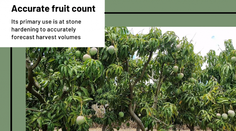 fruitcounting_mango_count_small-768x427