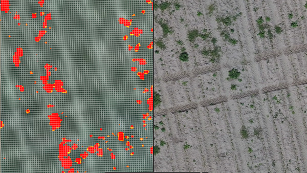 SCRN_Pix4Dfields_outputs_Spot-Spraying---Prescription-maps-