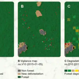 Tree-monitoring-768x433