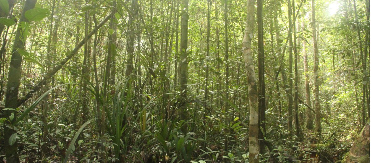 cropped-indonesia-forest-monitoring