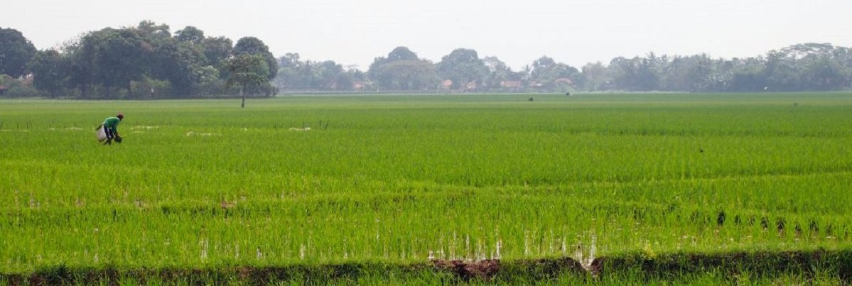 rice-crop-monitoring-cutout