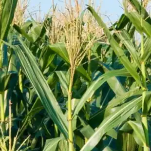 Optimal Growth Curve