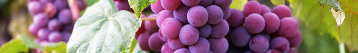 Grapes