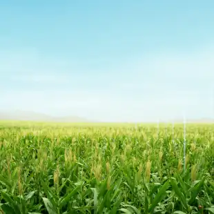 Agronomic Trial Management