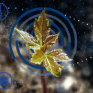 Sasya Smart Irrigation