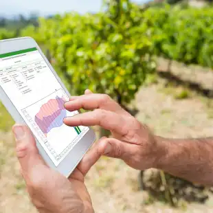 user_vineyard_large-2048x1365