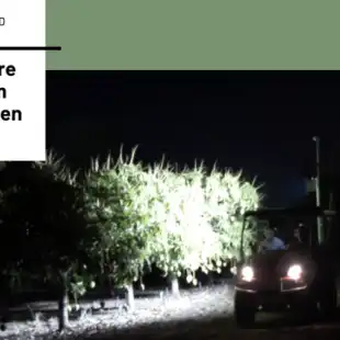 fruitcounting_mango_field_small-768x426