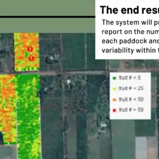 fruitcounting_mango_end_result_small-768x429