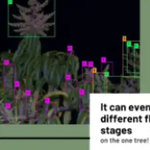 fruitcounting_mango_flower_small-300x170