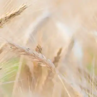 Wheat disease models