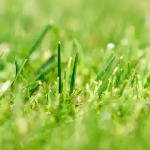 Turf grass disease models