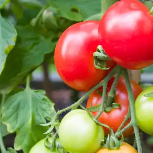 Tomato disease models