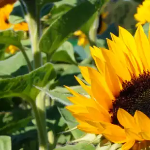 Sunflower disease models