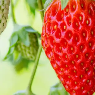 Strawberry disease models