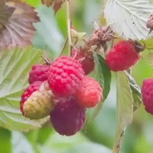 Raspberry disease models