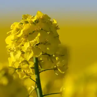 Rapeseed / Canola disease models