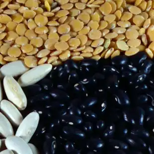 Pulses disease models