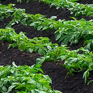 Potato disease models