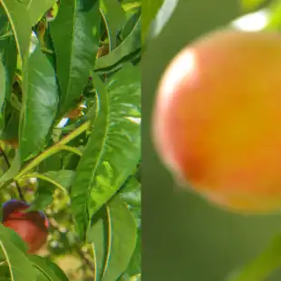 Nectarine & peach disease models