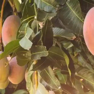 Mango disease models