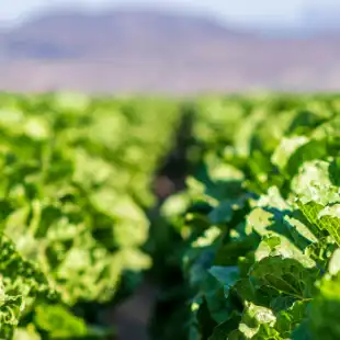 Lettuce disease models