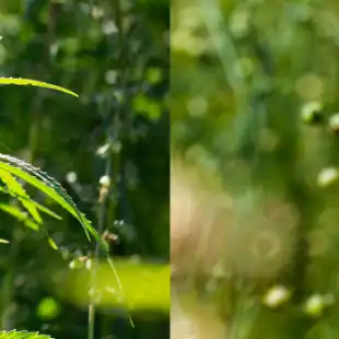 Hemp and linum disease models