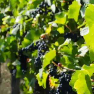 Grapevine disease models