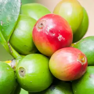 Coffee disease models