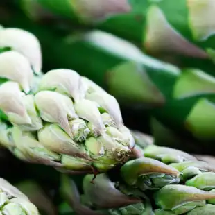 Asparagus disease models