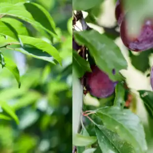 Apricot, mirabelle, plum & prune disease models