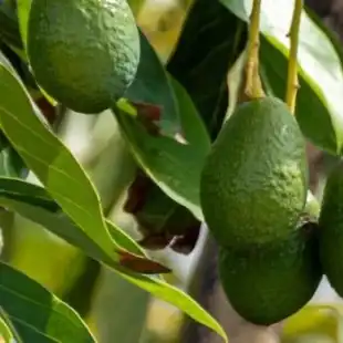 Avocado disease models