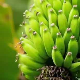 Banana disease models