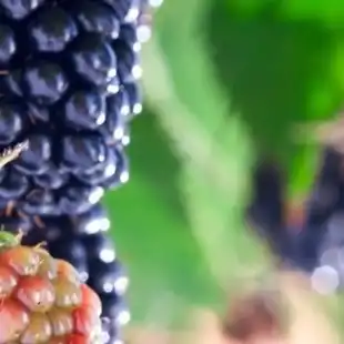 Blackberry disease models