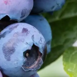Blueberry disease models