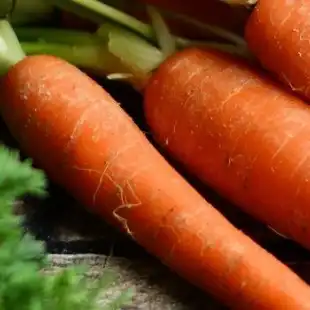 Carrot disease models