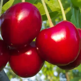 Cherry disease models