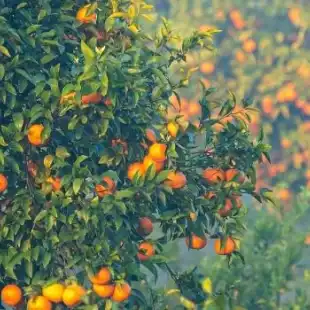 Citrus disease models