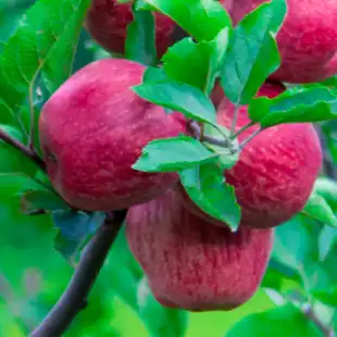 Apple disease models