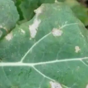 Phoma Leaf Spot Forecast