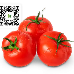 Tomato2-web