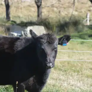 Bluebell GPS SmartTag