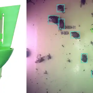 iSCOUT-Popillia_website-1