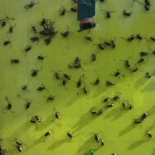 iSCOUT-time-lapse-day-2