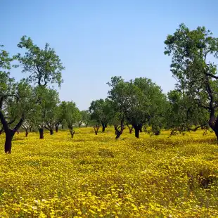 CO2 Sequastration Model