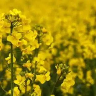 Sclerotinia Risk Forecast