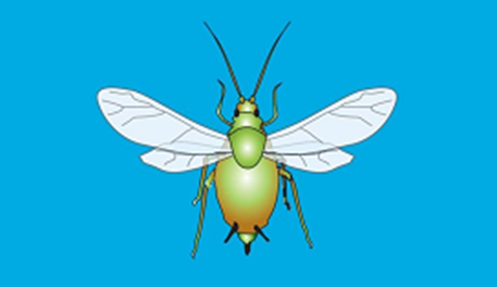 A drawing of a winged aphid (Twitter card) (1)