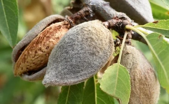 Almond, pistachio and walnut disease models