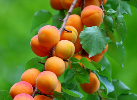Apricot, mirabelle, plum & prune disease models