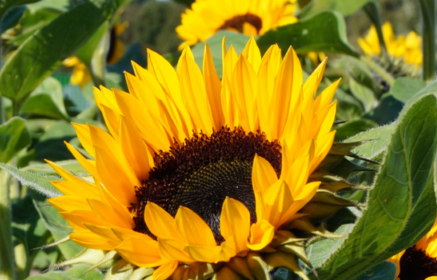 Sunflower disease models